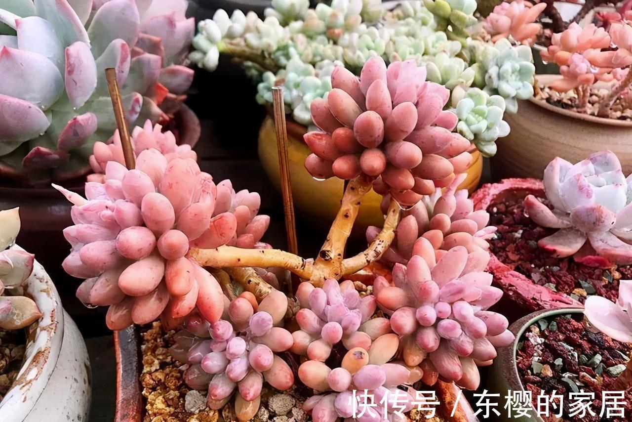 夏天|张大哥养肉10多年，总结出4个“耐热品种”，肉迷都喜欢