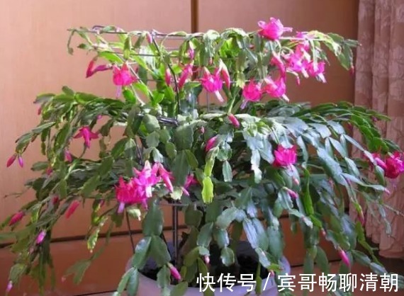 怎么让花期中的蟹爪兰接连开花满足“3要素”开不停