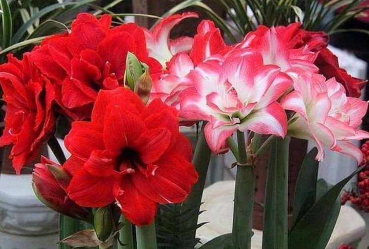 3种花漂亮又好养，开花惊艳，福气满满，吉祥富贵，财运来！