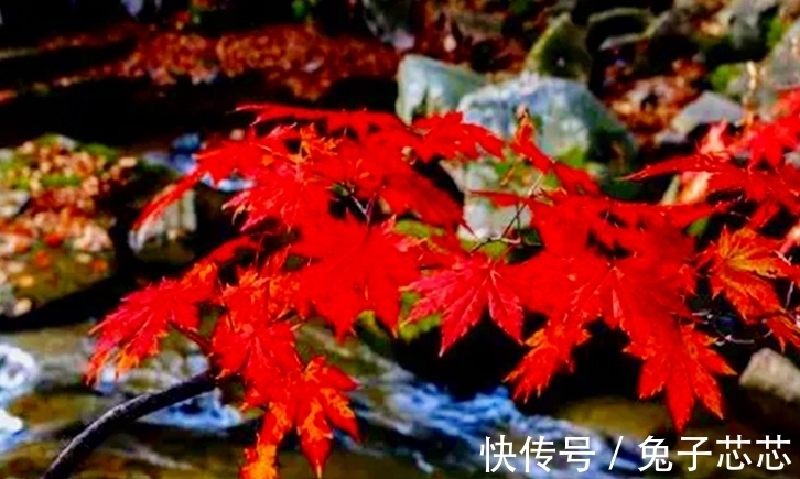 秋天|读两首唐诗,品古人笔下秋雨的韵味,感受那随心而动的凄情或美丽