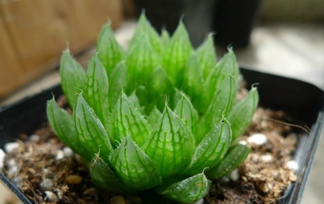 新手浇水切莫急,教你怎么判断浇水时间,也能养出美貌的萌多肉