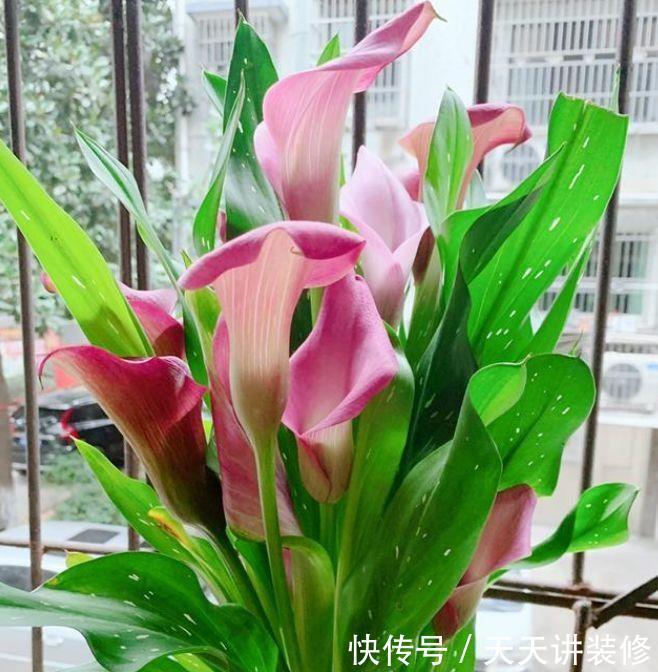 几种花好养又漂亮,谁见了都喜欢,养护起来很简单