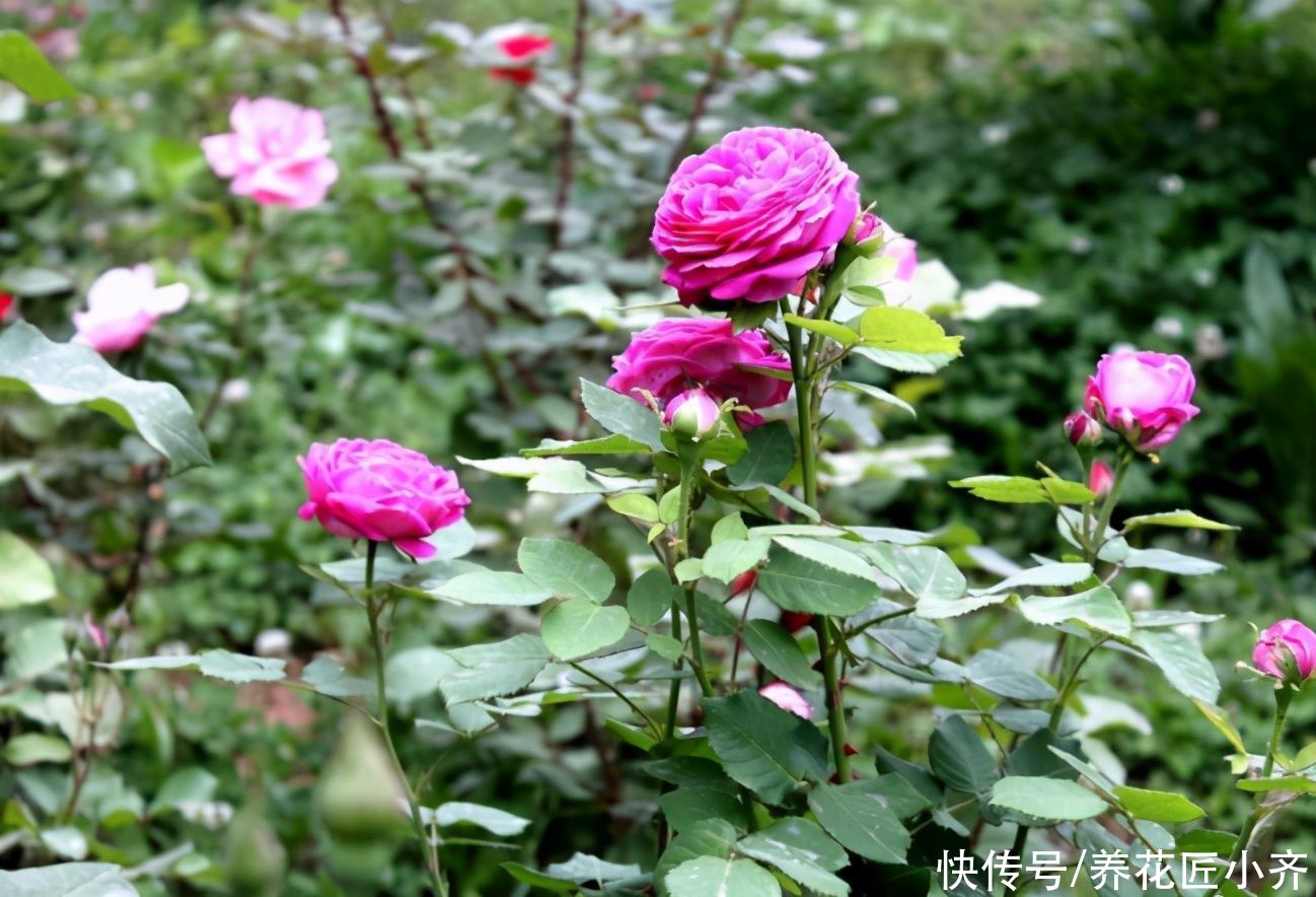 4种花不适合养在室内，扔在院子里日晒雨淋，反而长得更好