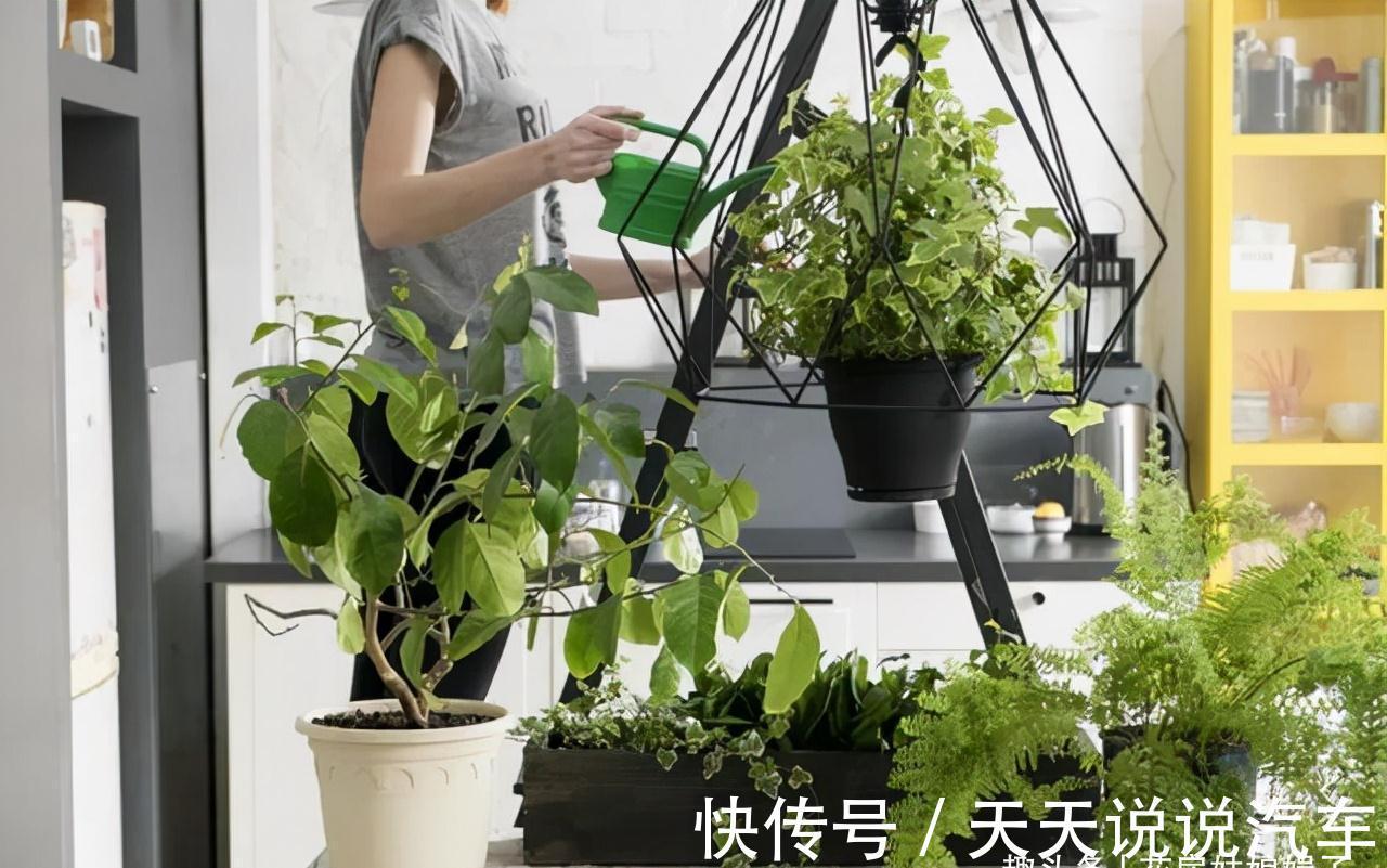 11种花不能被雨淋,就算秋冬季节也不行,再不往回搬,后悔就晚了