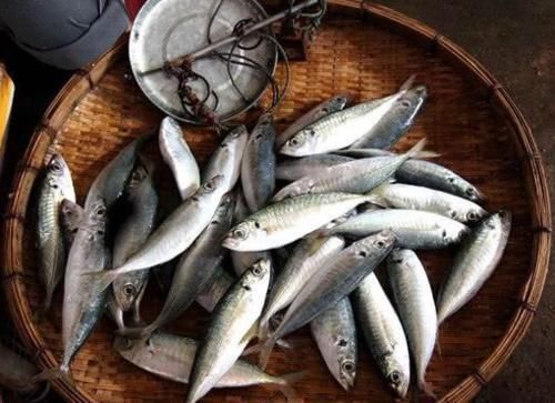 冬天吃鱼,首选这4种鱼,目前无法人工养殖,营养美味,贵点也值