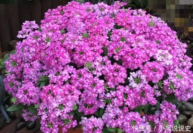 4种花是爆盆能手,开起花来拦不住,开成花海超美的