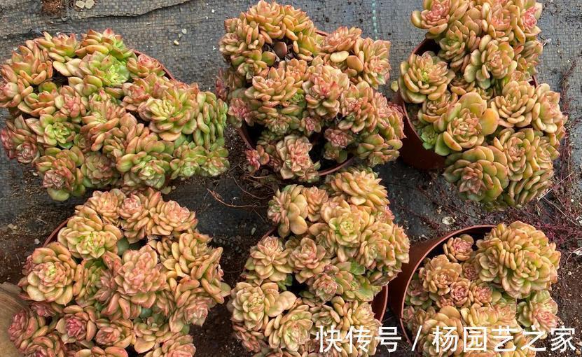 鹿角海棠|普货多肉不普通，选这3样盆栽成老桩，比贵货还受人欢迎