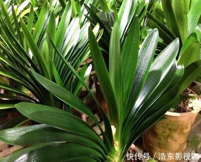 休眠|夏天40度,养君子兰,3件小事做对了,叶子油亮亮,天凉猛开花