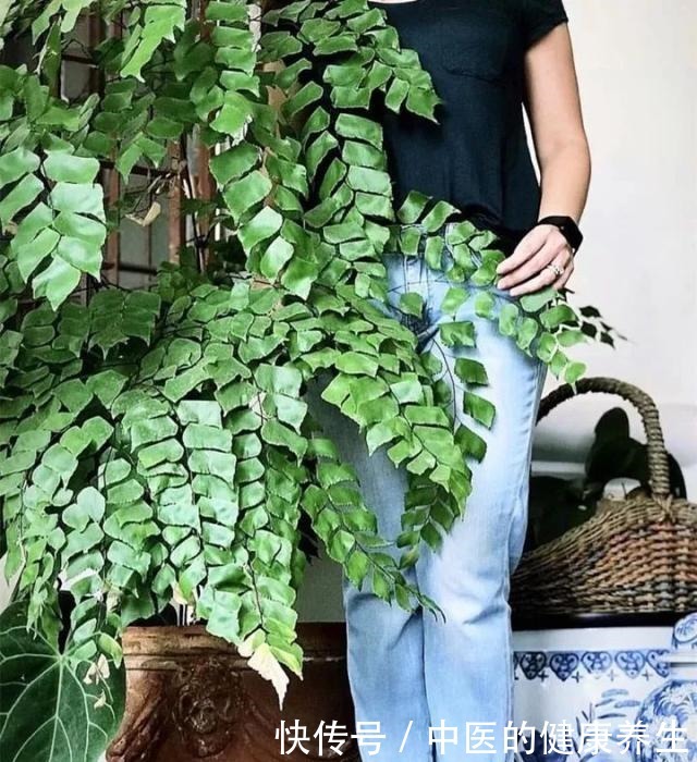 别养绿萝了,这20种耐阴植物,养在家里更合适!