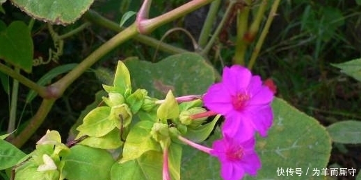 养颜|农村常见的这种“夜饭花”，除了能驱蚊外，还是祛斑养颜的护肤品