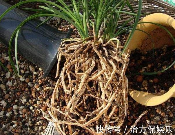 植物|花市买花“要当心”,3种花“白送”也不要,养不活还占位置!