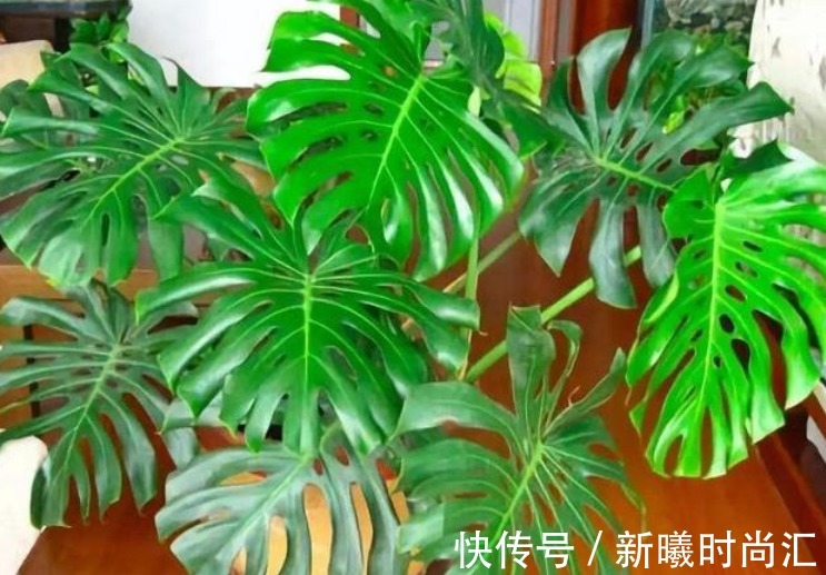 “5种花”一定要养,人养花,花也养人,越养家里越清新、添福气