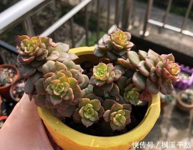 群生|容易群生的3种“多肉”，侧芽多繁殖快，颜色美，一年长到一大盆！