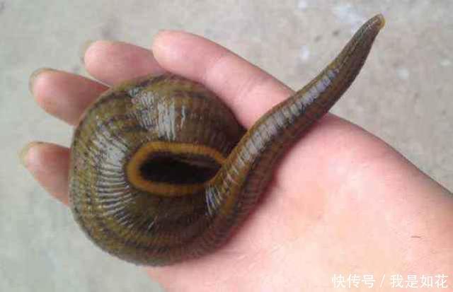 硫酸有多可怕?老外将水蛭扔进去,下一秒瞬间失控