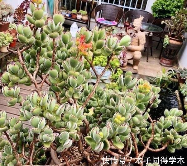 新人肉友慎入的这几款多肉，你了解多少，知道为什么吗？