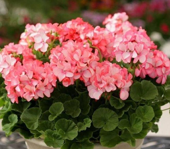 4种旺运花,吉祥添富贵,花朵多又艳,直接变成“小花园”!