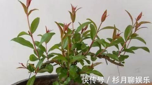 涨势|养花就用几种“神器”,花盆不积水,植物涨势好不烂根