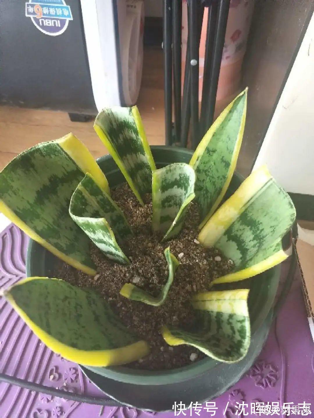 非洲堇|这花送人，只用送一片叶子，插土就活不心疼！