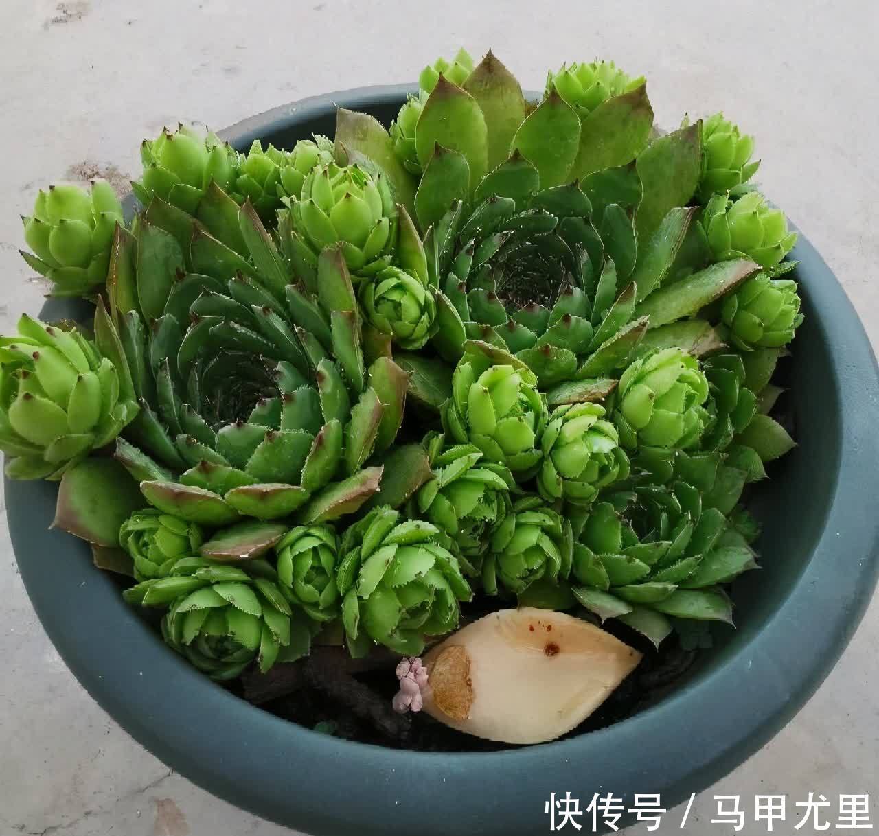 春天到了,观音莲这样养,小崽儿更多,长得更快更美