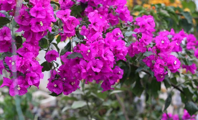 修剪|养三角梅，“5招”伺候，花芽不断冒，全年开花不断，一茬接一茬