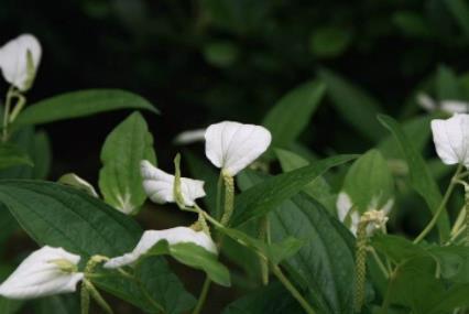 止咳化痰|这些中药“止咳化痰”非常好，很有用，收藏起来吧！