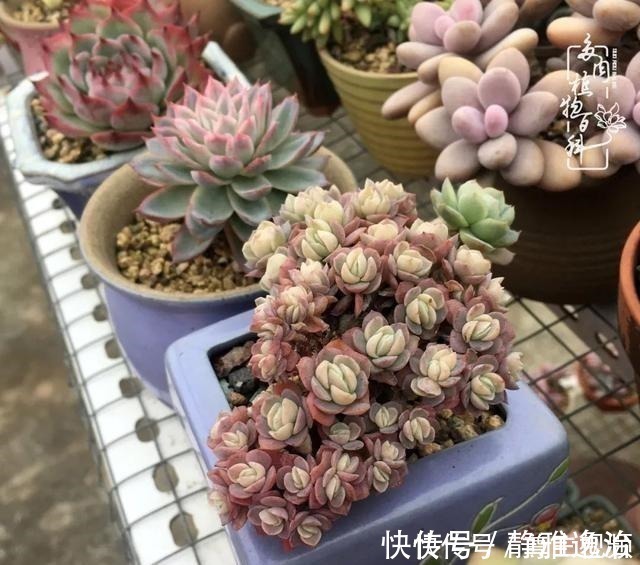 静夜|养多肉三年多,初见惊鸿!累并快乐着!养多肉三年多,初见惊鸿!累并快乐着!