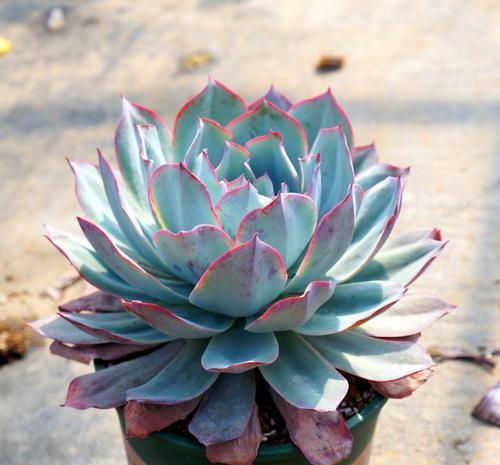 5款仙气十足的多肉，每一款都值得入，除了晚霞你还养过哪种？