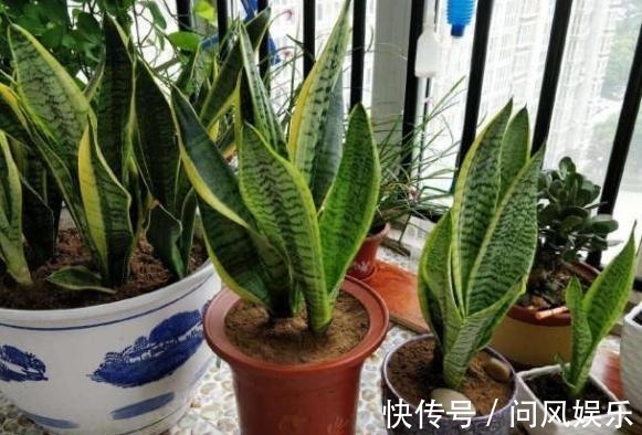 养殖盆栽虎皮兰,该如何加深叶片纹路掌握4点株型美、叶片肥