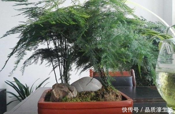 植物|植物生长离不开太阳这4款“耐阴花”怕晒,室内盆栽长势猛!