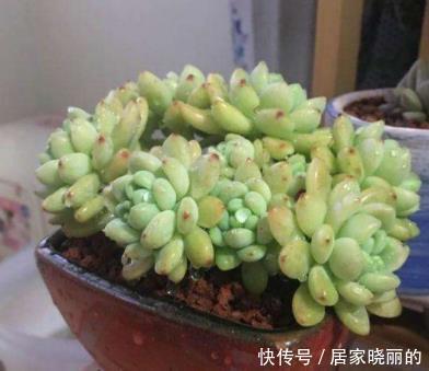 刚开始种多肉选8种，好养且自带“体香”，而且颜值非常高！