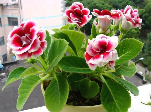 有些花不能“乱喷水”,这3种花叶片来点水,不知不觉就养死了