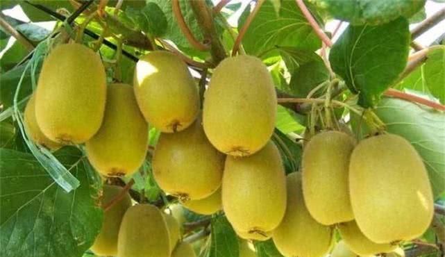 黄瓤|女性经期身子弱,推荐四种食物,补血益气,润肤抗衰,增强体质