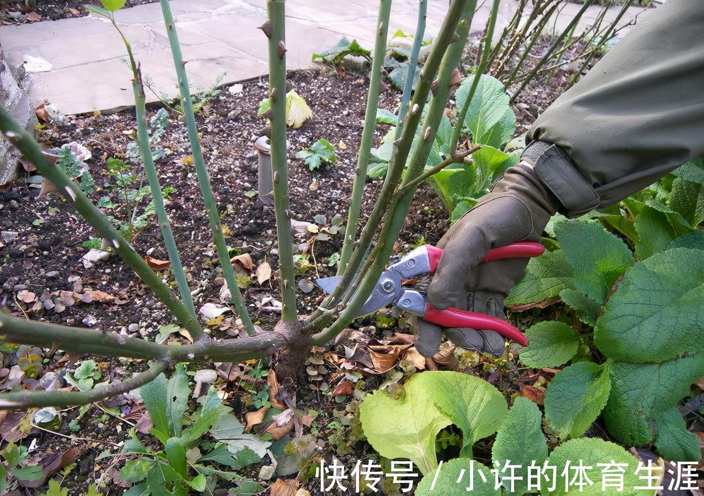 爆花|下雪前，5种“漂亮花”赶快修剪，来年爆花，就靠现在