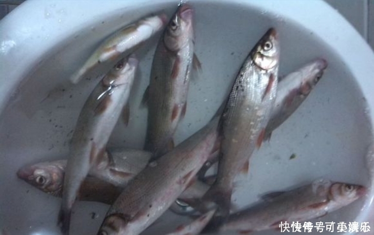 红尾鱼|这是淡水中最难吃的鱼，买一斤送两斤，常年在河道泛滥