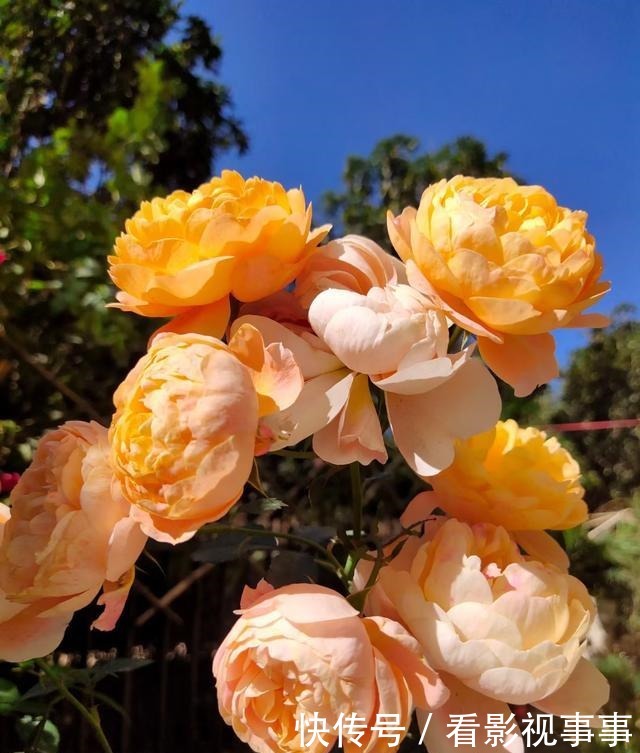 15种便宜花草，原以为很普通，没想到成为花园中的“颜值担当”！