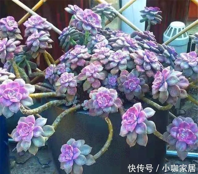 亮丽|多肉中的紫色精灵,颜色亮丽养护简单,虐一虐,养成悬崖桩