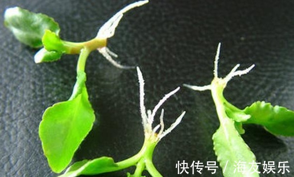 长寿花最详细的养殖方法,浇水、光照、施肥等,养不好都难!