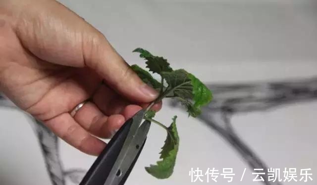 营养土|3种花现在扦插超容易,1周就能生根发芽!1个月后变养花大户!