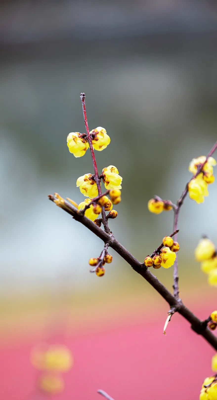 梅花|赏梅，走起！