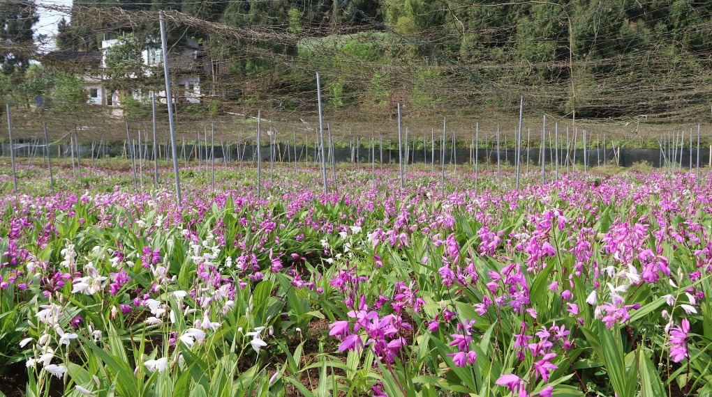 此花药用价值极高，可盆栽室内观赏，象征着医治创伤，早日康复