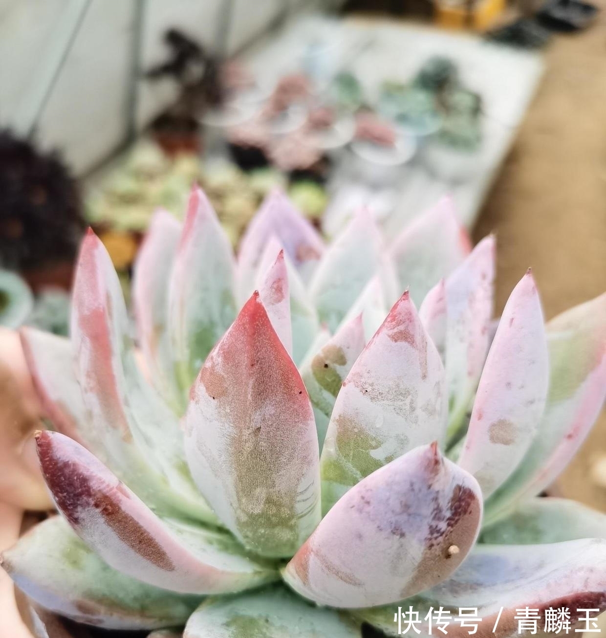 几款大众多肉,适合新手,春天可以入手,放在露台很快出状态