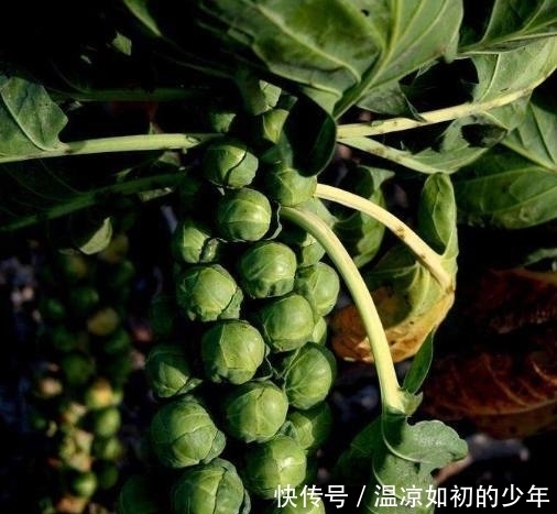 小叶球|爷爷在家盆栽的这种蔬菜,一株结果百十颗,吃不完送邻居