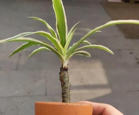虎皮兰,红掌,吊兰养成老桩,变成大树,真壮观