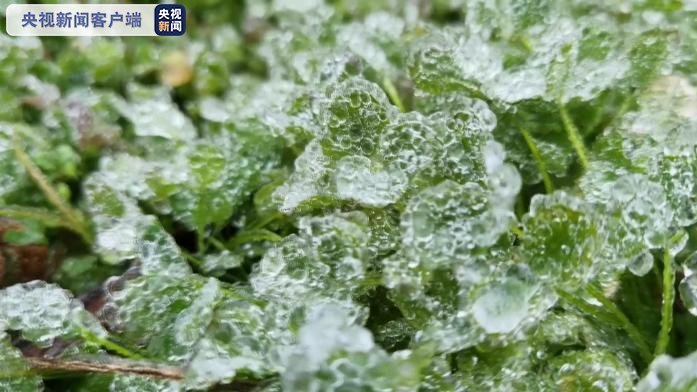 广西：受强冷空气影响 多地出现雾凇景观