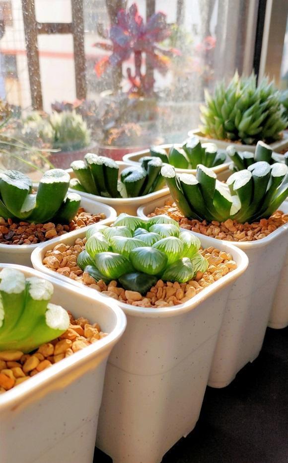 为啥你养的玉露不透?根系没发育好,先养根,不要着急养状态