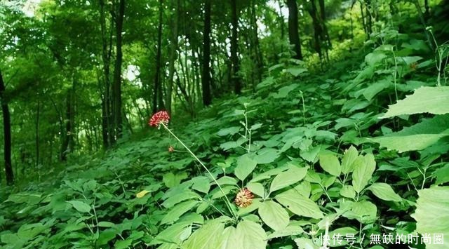 人参煲鸡汤|关东第一大补汤