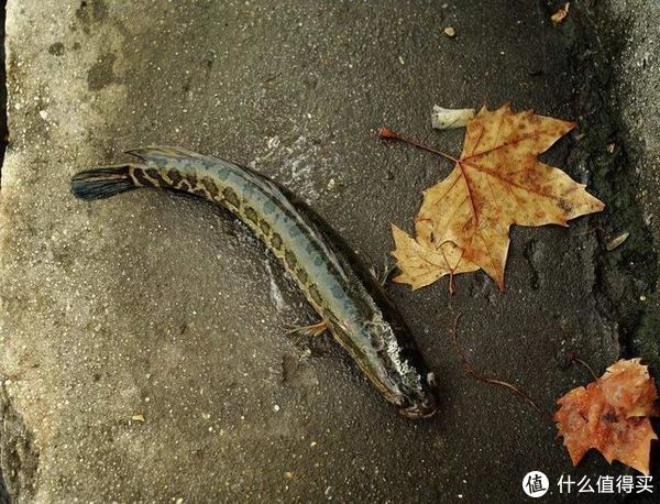 垂钓|除了路亚黑鱼，“懒人钓”也是不二之选，让黑鱼无处可逃