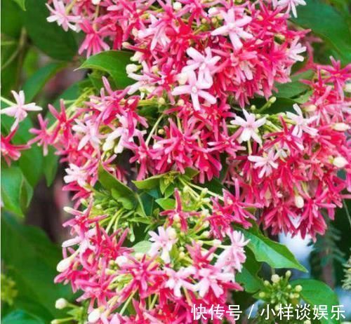 潮湿|3种花是花中劳模，一开就能爆盆一片花海，四季都能有花赏