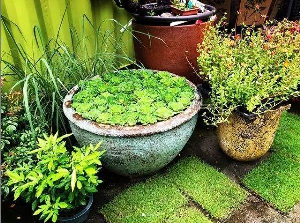 30斤的大水缸,拿来养花成宝贝,怪不得都抢着要