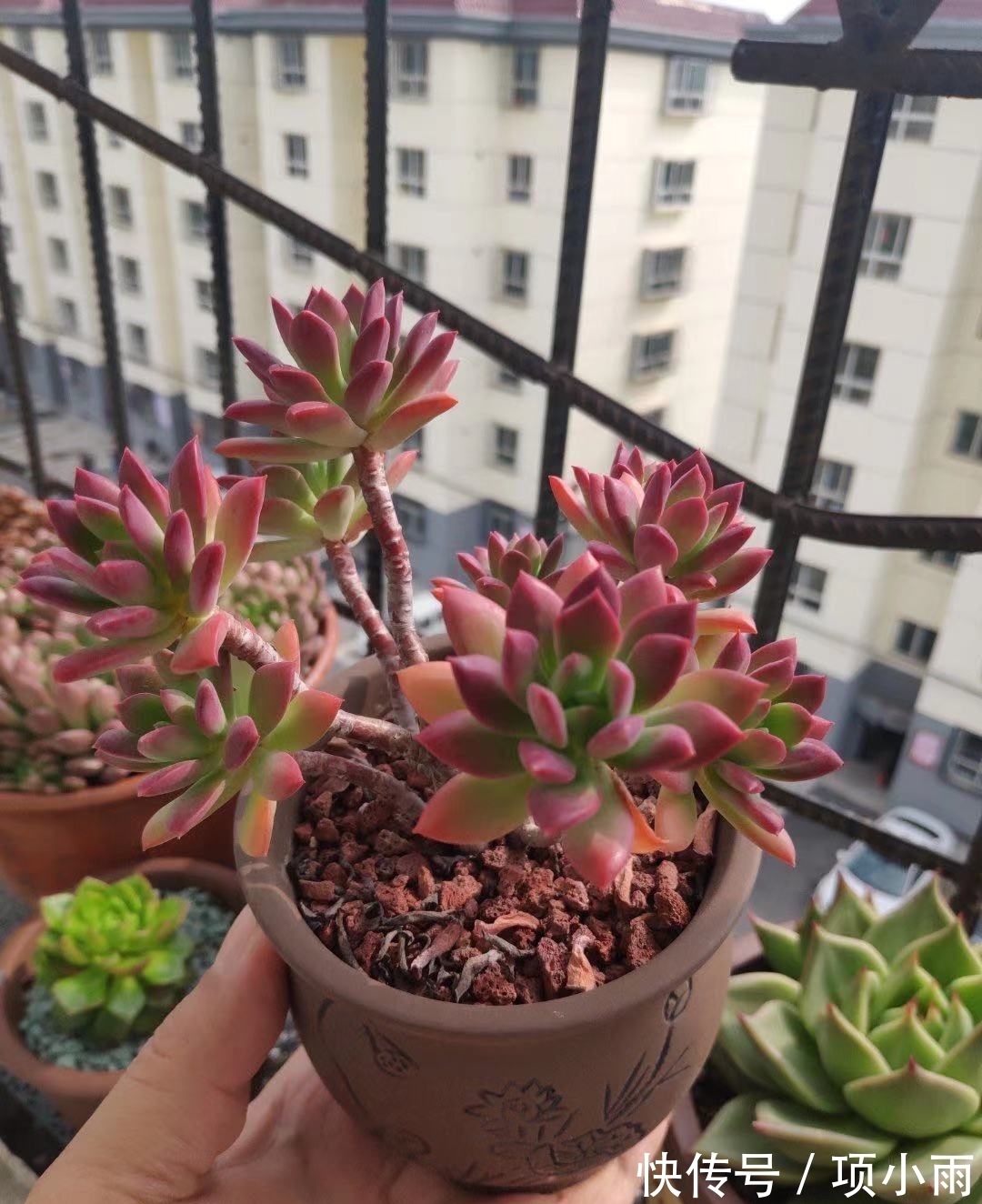 多肉|阳台上养的多肉都有这5个特点,最后3个连露养大神都羡慕